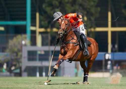 PoloHUB: Pierandrea Müller: Passion and Excellence in the Argentine Polo Season